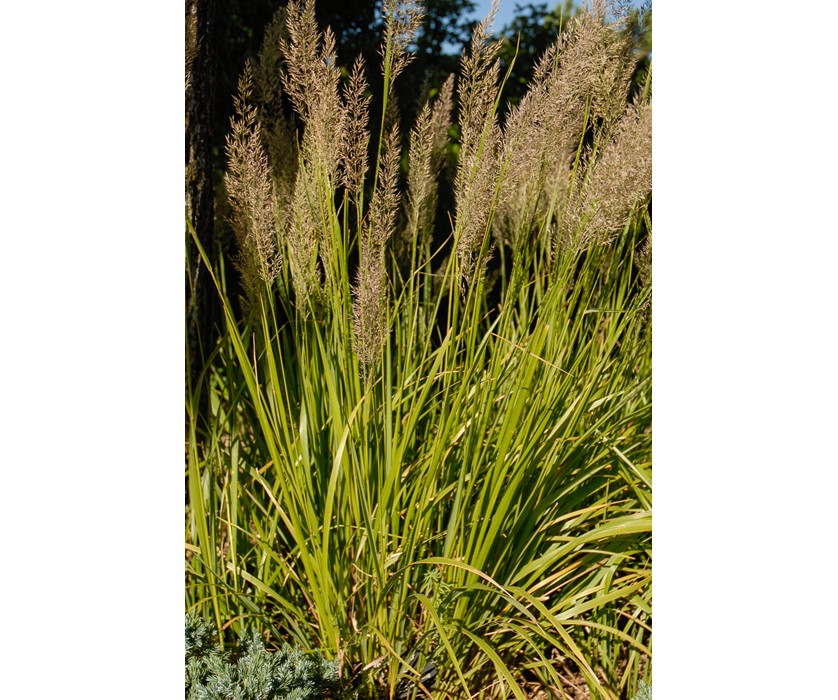 Korean Feather Reed Grass